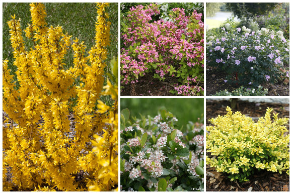 Shrubs for small spaces