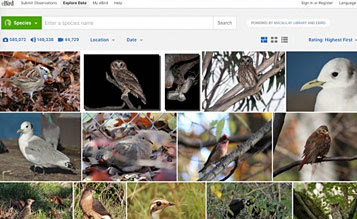 media Search tool from Maaulay and eBird