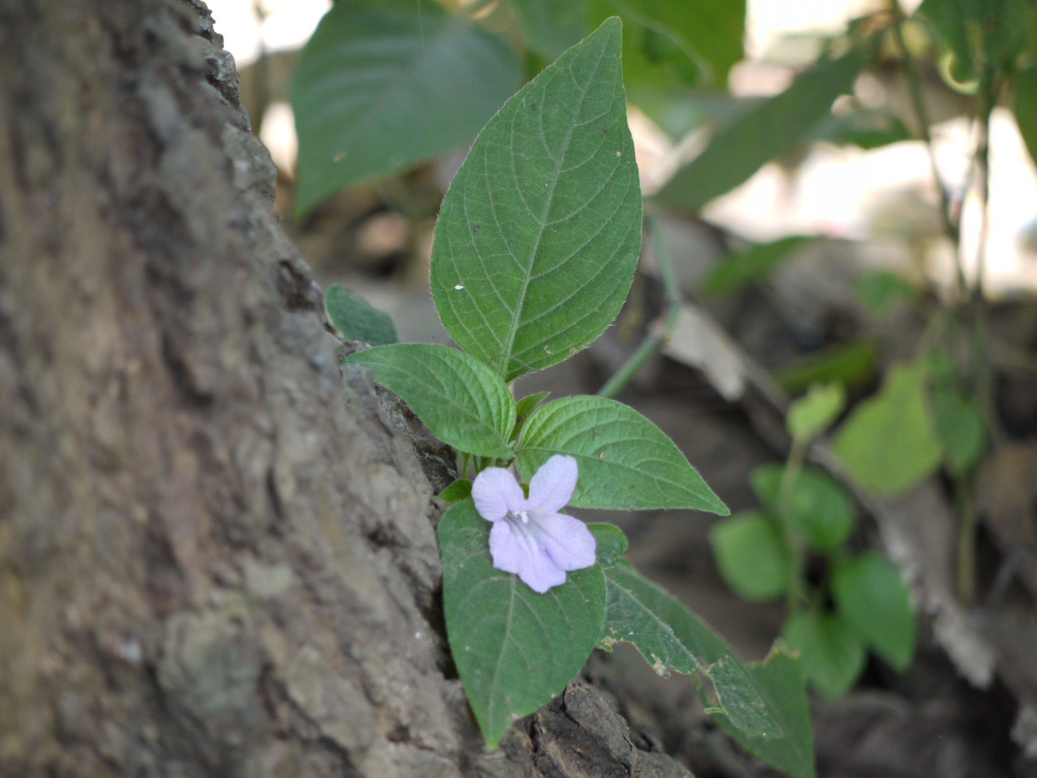 Ruellia prostrata Poir.