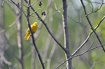 A male yellow warbler sings from a wetland area in Marquette County.