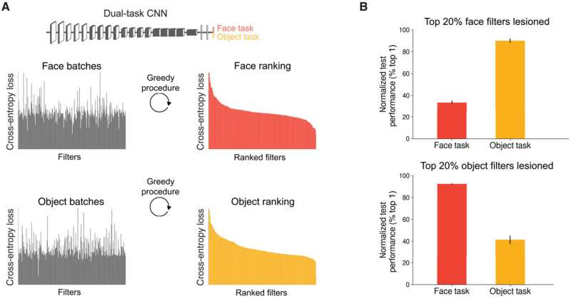 The spontaneous emergence of brain-like functional specialization in neural networks