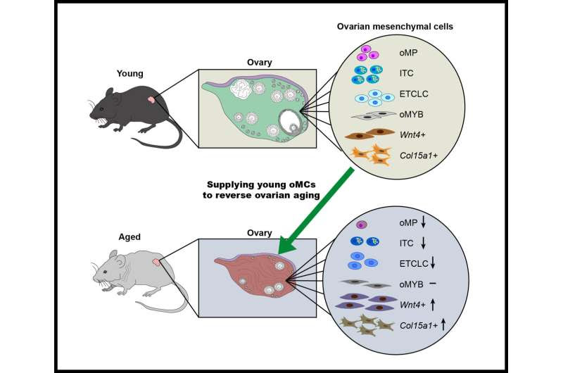 Ovarian mesenchymal cells, a group of non-germ cells, regulate the aging of female reproduction