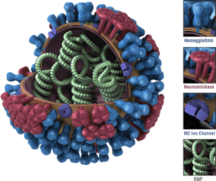  The image shows the different features on an influenza virus, including the surface proteins (hemagglutinin and neuraminidase) against which antibodies are formed after influenza infection or vaccination.