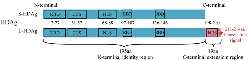 Crucial regions of the HDV antigen proteins