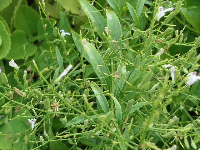 Andrographis paniculata (Burm.f.) Nees