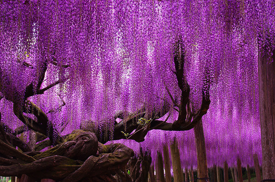 tree-144-year-old-wisteria-in-Japan-by-tungnam.com .hk 