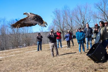 Bald Eagle taking flight after being rehabbed and released