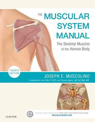 The Muscular System Manual: The Skeletal Muscles of the Human Body PDF
