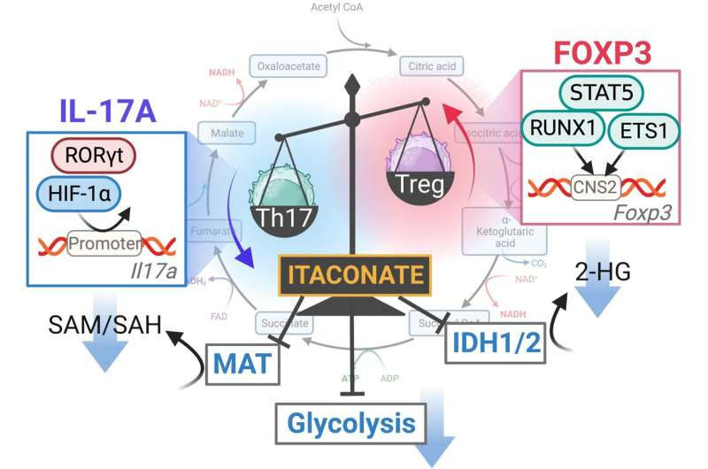 A common metabolite may help treat autoimmune diseases