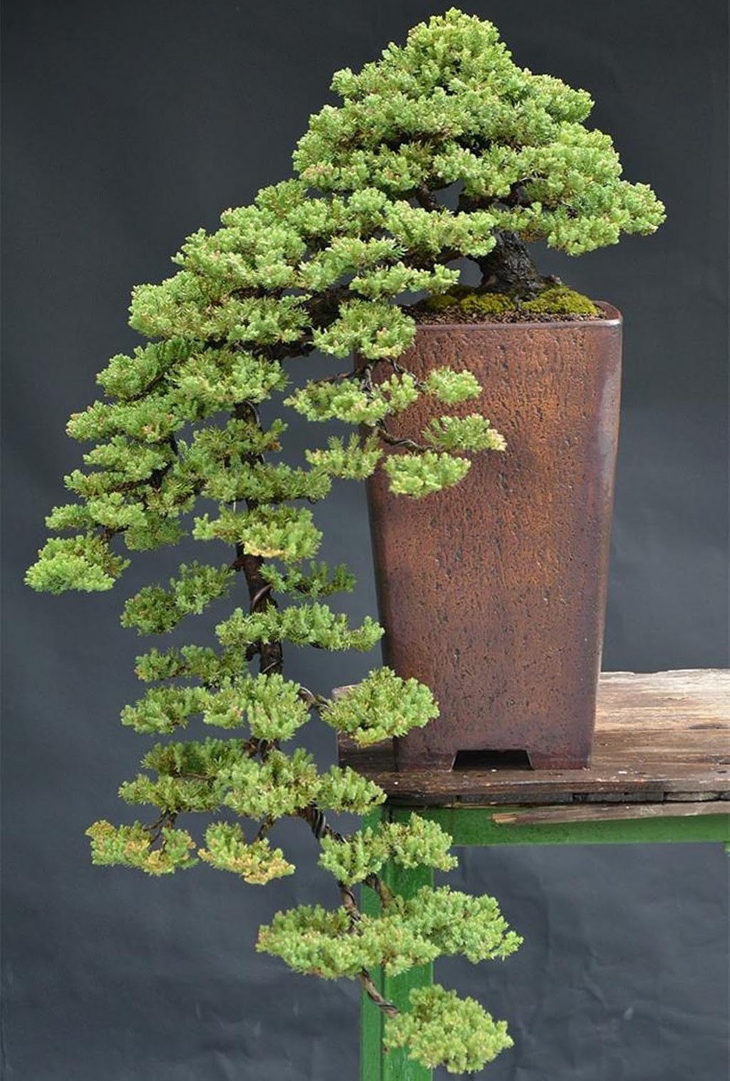 Image result for japan bonsai