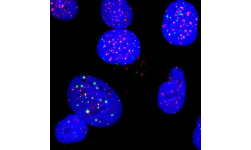 TLK protein inhibition activates the innate immune system