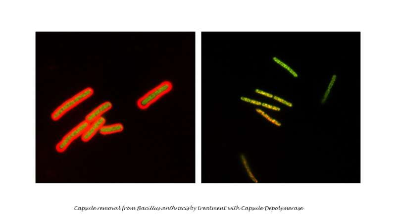 Experimental treatment with enzyme protects mice from lethal anthrax infection