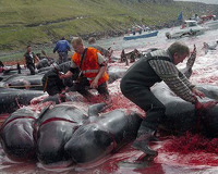Protection animale...TOUTES LES PETITIONS ! - Page 11 Faroeislandsmailing