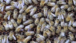 Arılar hesap uzmanı mıdır?