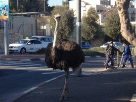 An ostrich in Gilo, Jerusalem