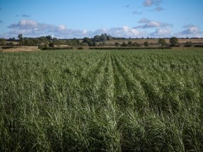 New Research Set to Explore Carbon Capture with Miscanthus, and Other Crops