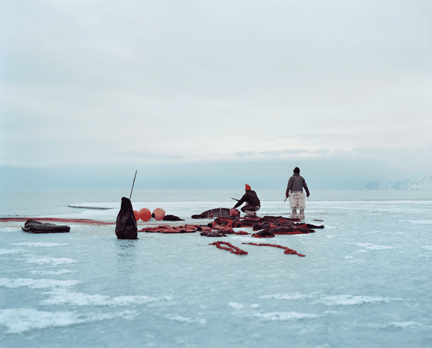 Hunters cut up seals at the edge of the sea ice near Qaanaaq © Sébastien Tixier