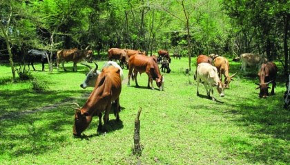 yobe-livestock-investment-potential