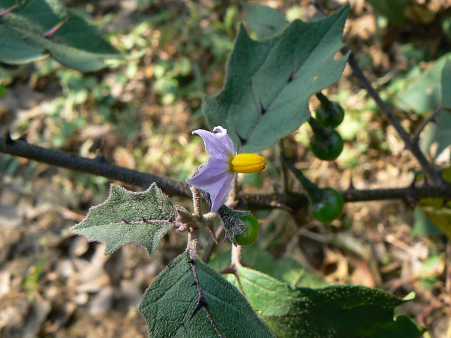 Solanum lasiocarpum Dunal