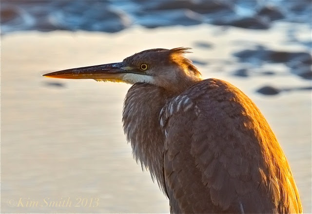 Great Blue Heron Good Harbor Beach ©Kim Smith 2013