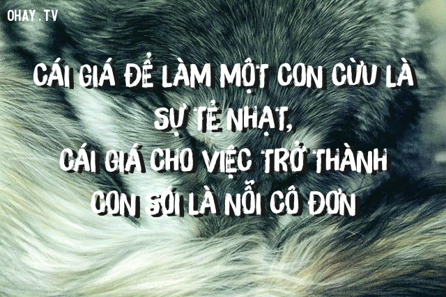 Cái giá để làm một con cừu là sự tẻ nhạt, cái giá cho việc trở thành con sói là nỗi cô đơn,suy ngẫm,câu nói hay,triết lý cuộc sống