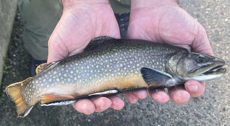 A brook trout is held from the American River Trout Hatchery near Sacramento.