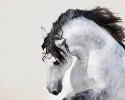 Image result for free beautiful headshots of horses