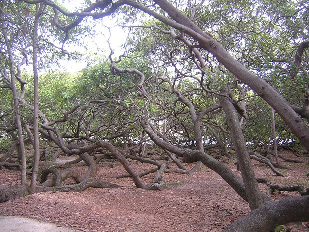 (Foto: Reprodução)