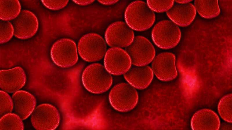 blood cells