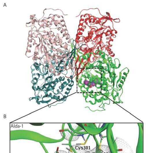 SGLT2 inhibitor found to reduce endothelial dysfunction associated with ALDH2 alcohol face flushing variant