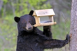 upright black bear with one paw on tree, the other pushing on a bird feeder