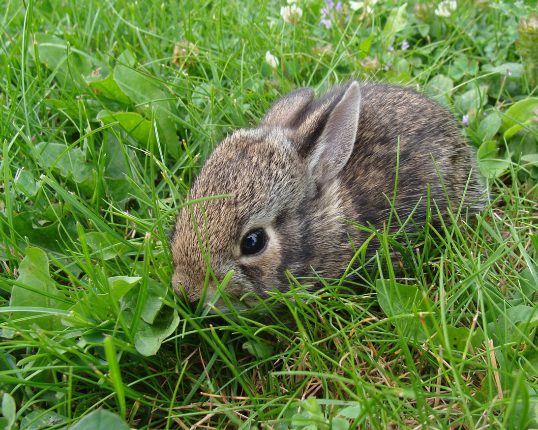 Baby rabbits are among the young wildlife often encountered by those getting outside to enjoy nature. A grayish-brown baby rabbit is shown in green grass, one of the more common baby animals seen by those getting outside to enjoy nature.
