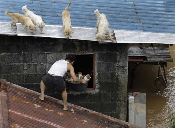 Người đàn ông cố gắng cứu bầy chó trong trận lụt dữ dội ở Philippines.