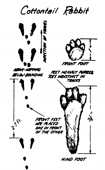 cottontail rabbit footprints identify animal tracks illustration