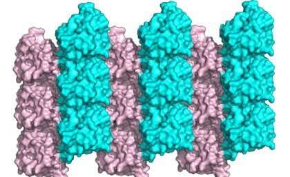 Drug target pathway could unlock treatments for diabetes, cancer and COVID