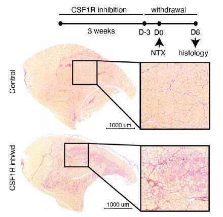 Cancer drug shows potential as treatment for muscular dystrophy