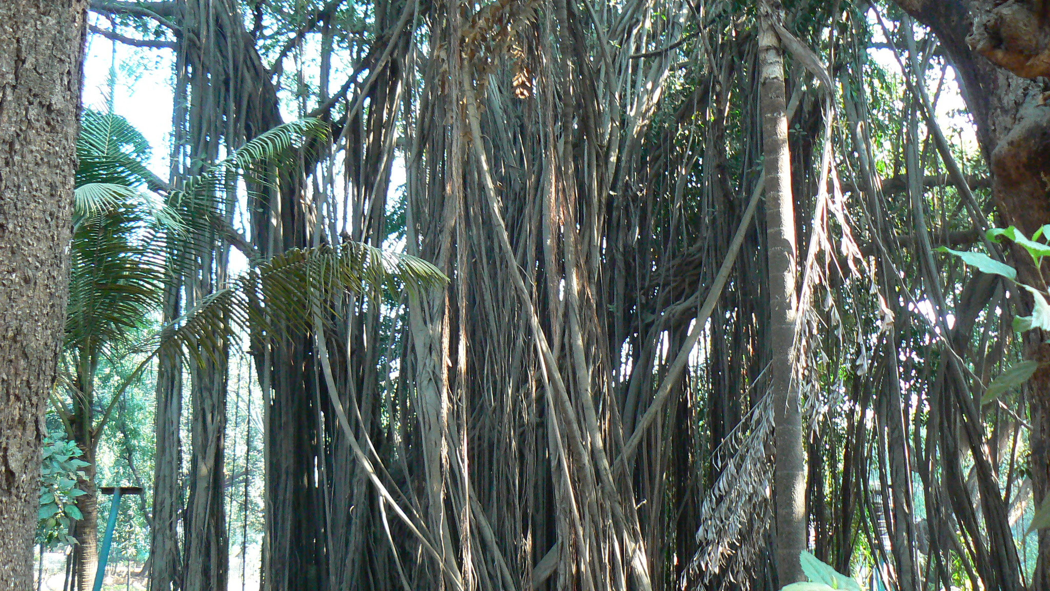 Ficus benghalensis L.