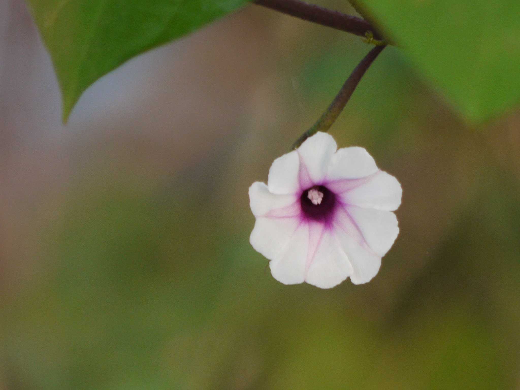 Ipomoea acanthocarpa (Choisy) Hochst. ex Schweinf. & Asch.