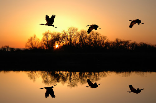 Silhouette of Endangered Sandhill Cranes and Golden Sunset_ San Joaquin ...