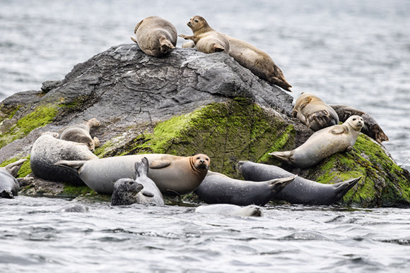 Seals haul out on a rock in Narragansett Bay
