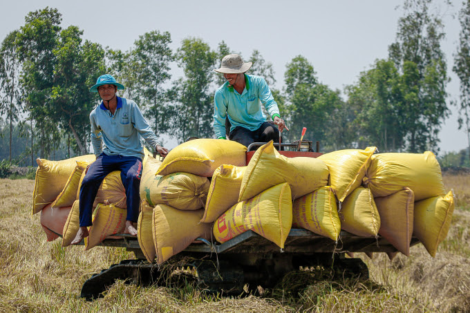 Nông dân thị xã Ngã Năm (Sóc Trăng) thu hoạch lúa vụ Đông Xuân ngày 10/3. Ảnh: Nguyệt Nhi