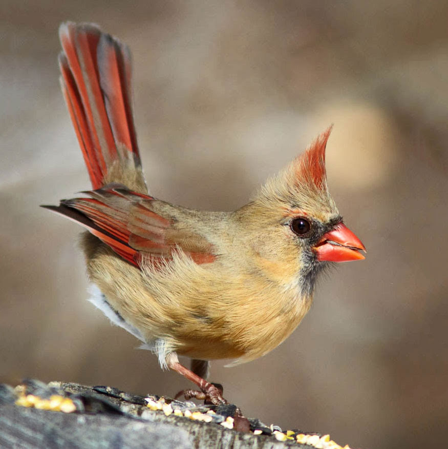 Who know their brown Cardinal 4Xs?
