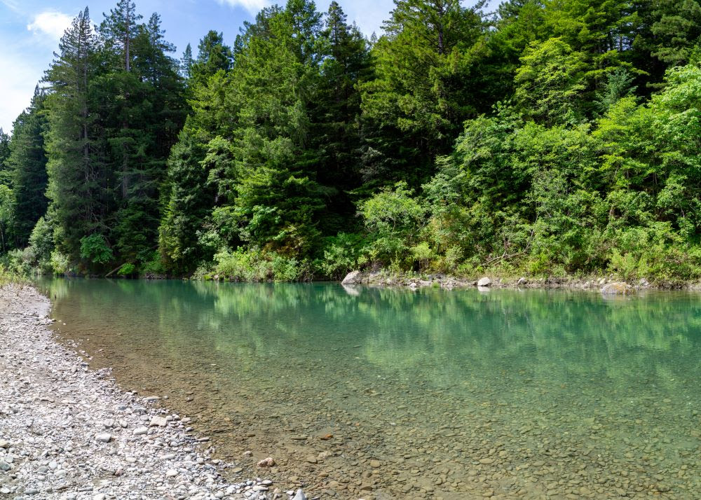 Rocky river with trees in background