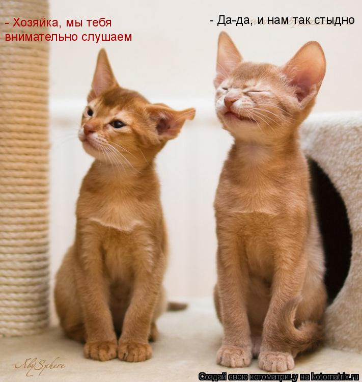 - Хозяйка, мы тебя внимательно слушаем - Да-да, и нам так стыдно... Котоматрица: - Хозяйка, мы тебя внимательно слушаем - Да-да, и нам так стыдно
