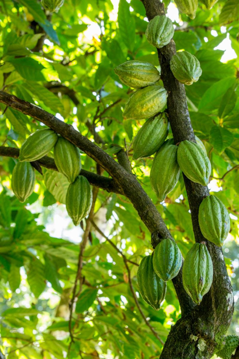 Anse Chastanet guests will have the opportunity to plant cacao trees on Earth Day.