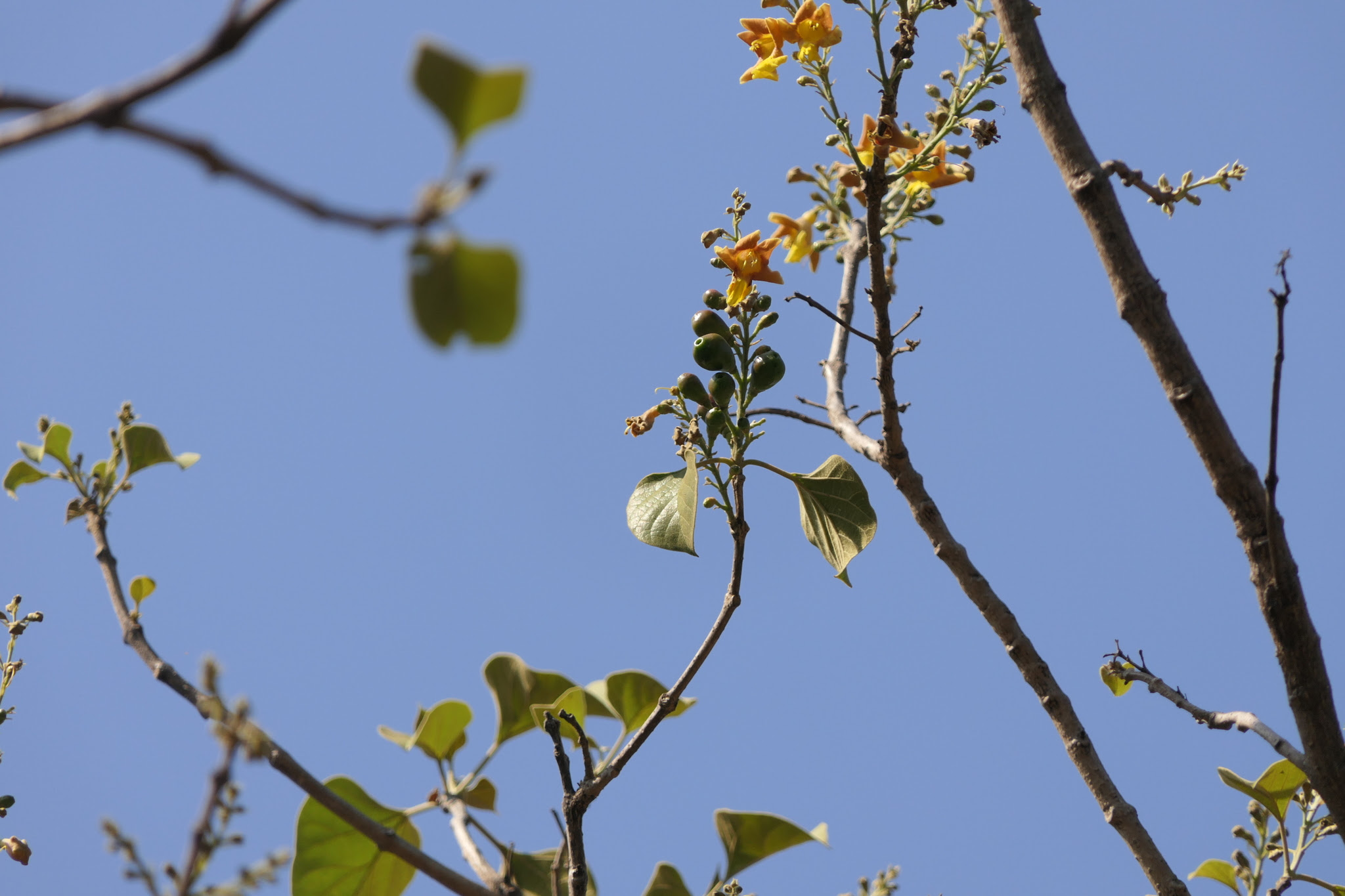 Gmelina arborea Roxb. ex Sm.