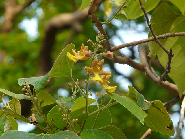 Gmelina arborea