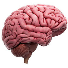 Realistic-looking illustration of a human brain in shades of pink.