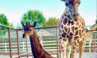 Spotless giraffe, thought to be only one in world, born at Tennessee zoo