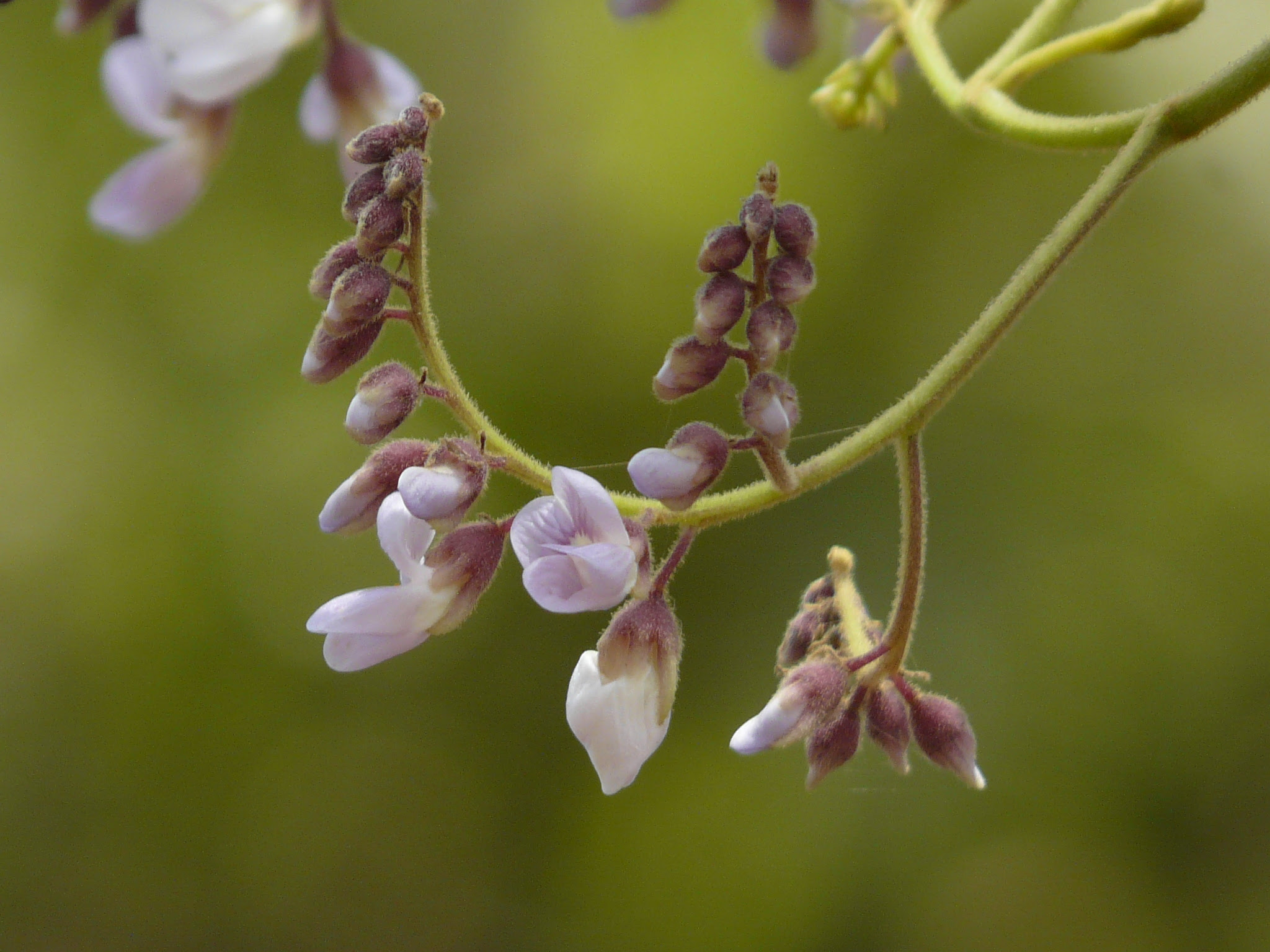 Dalbergia lanceolaria L.f.